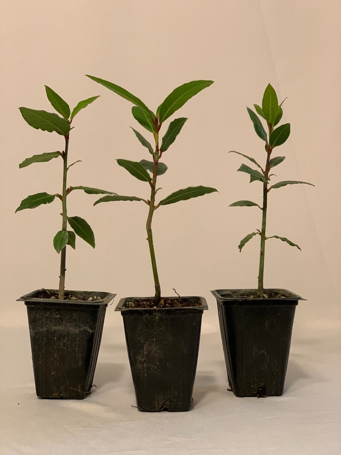 6 Bay Leaf Trees – 3-6″ Tall Live Plants – Sweet Bay Laurel – Laurus nobilis