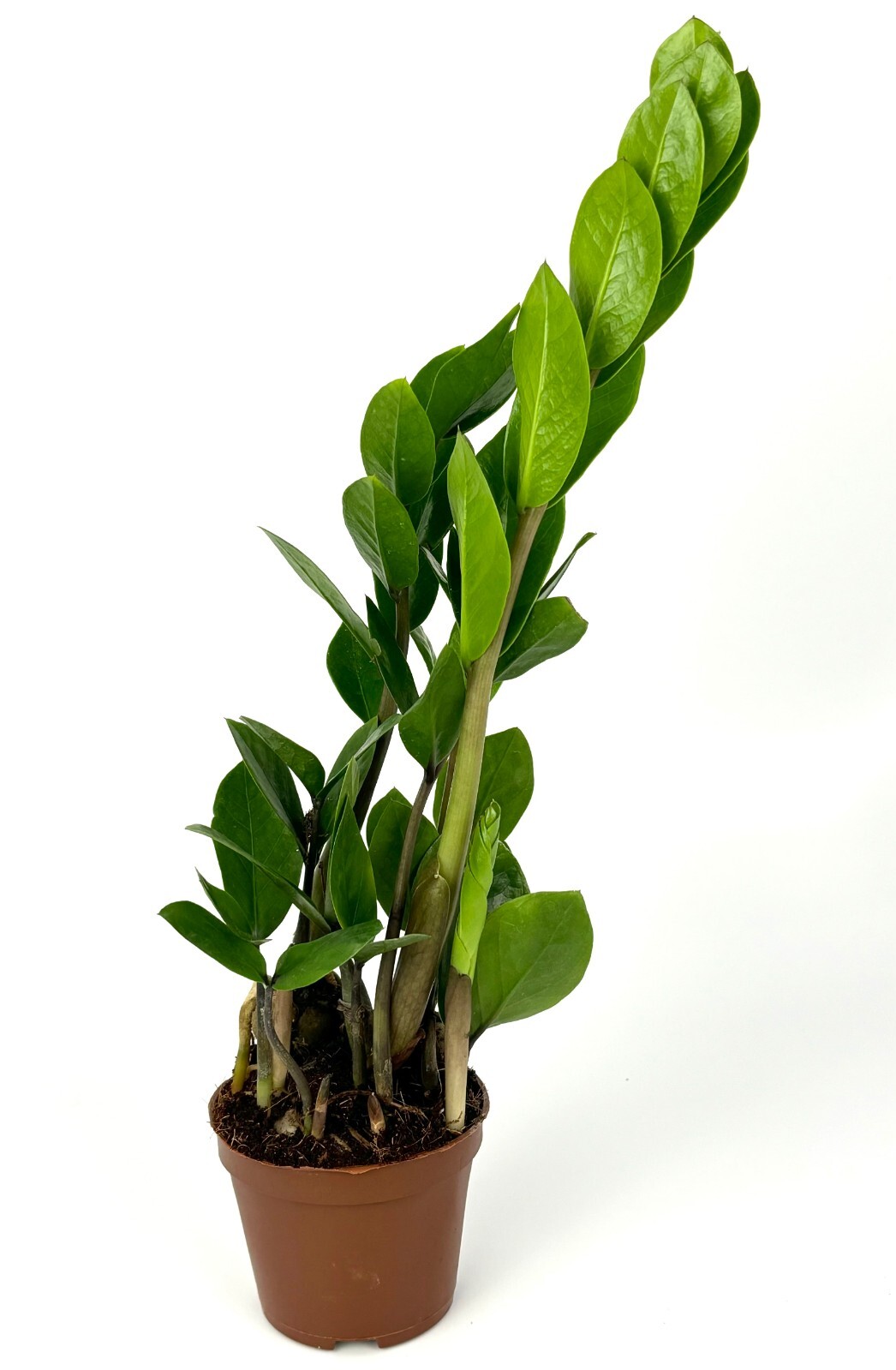 ZZ Plant Low Maintenance Houseplant Large 8″-12″ Tall, 4″ Pot