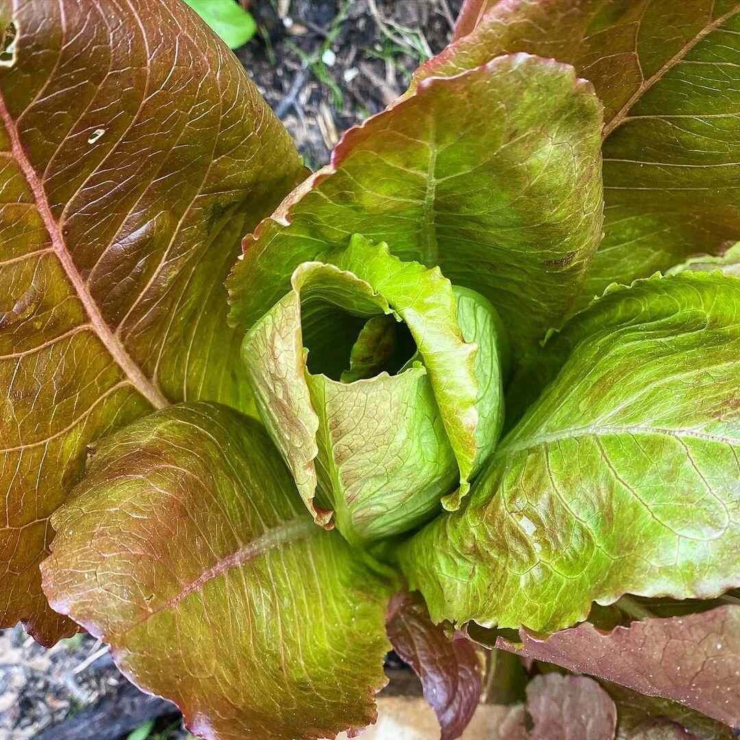 500+Lettuce Seeds Red Romaine Romaine Lettuce (Lactuca sativa)Salad Greeno #40