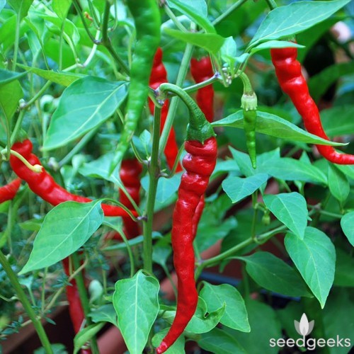 Long Red Cayenne hot pepper seeds non-gmo heirloom open pollinated EASY TO GROW