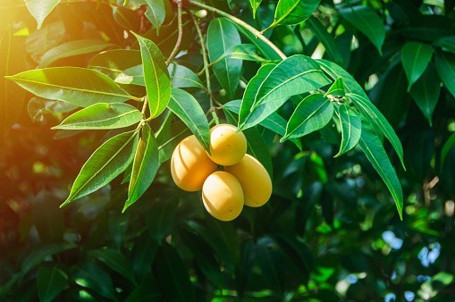 1 SUPER DOUBLE RARE Maprang (Mango Plum) live plant 2 – 3 ft