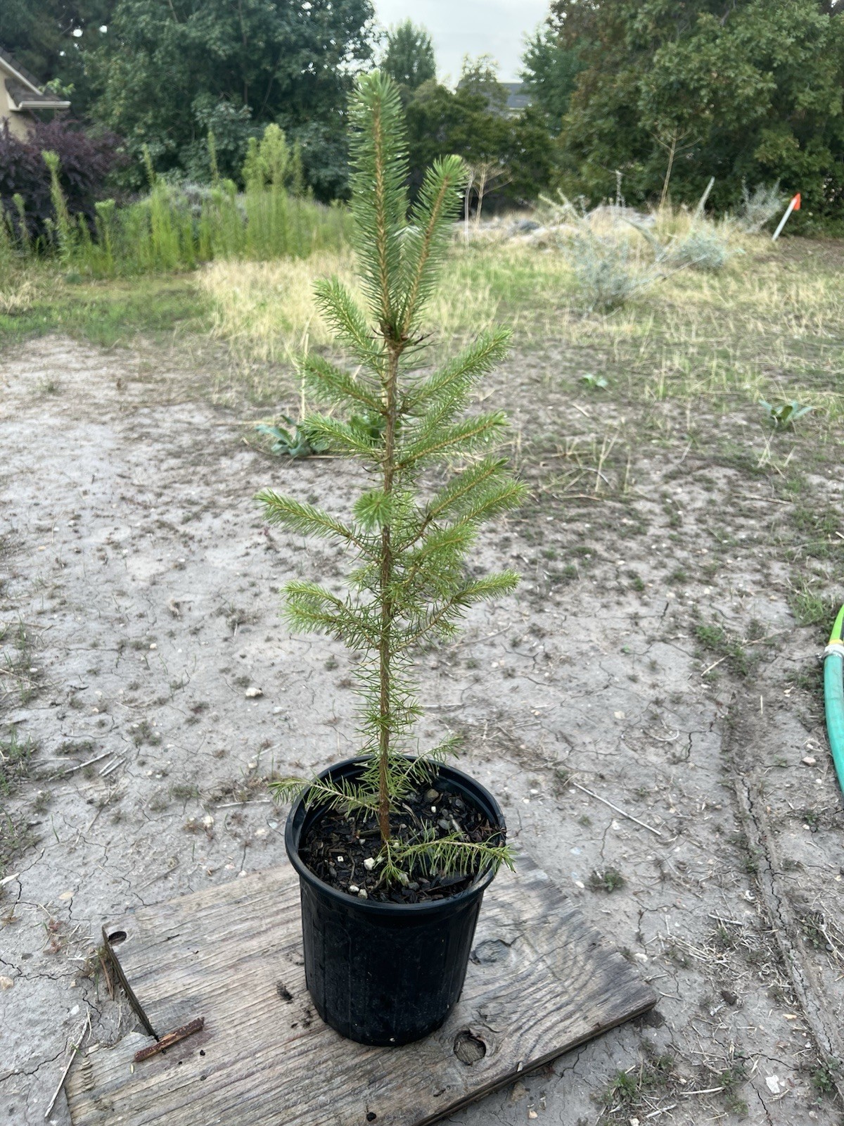 (6) Six Norway Spruce Tree Seedlings Ready To Plant