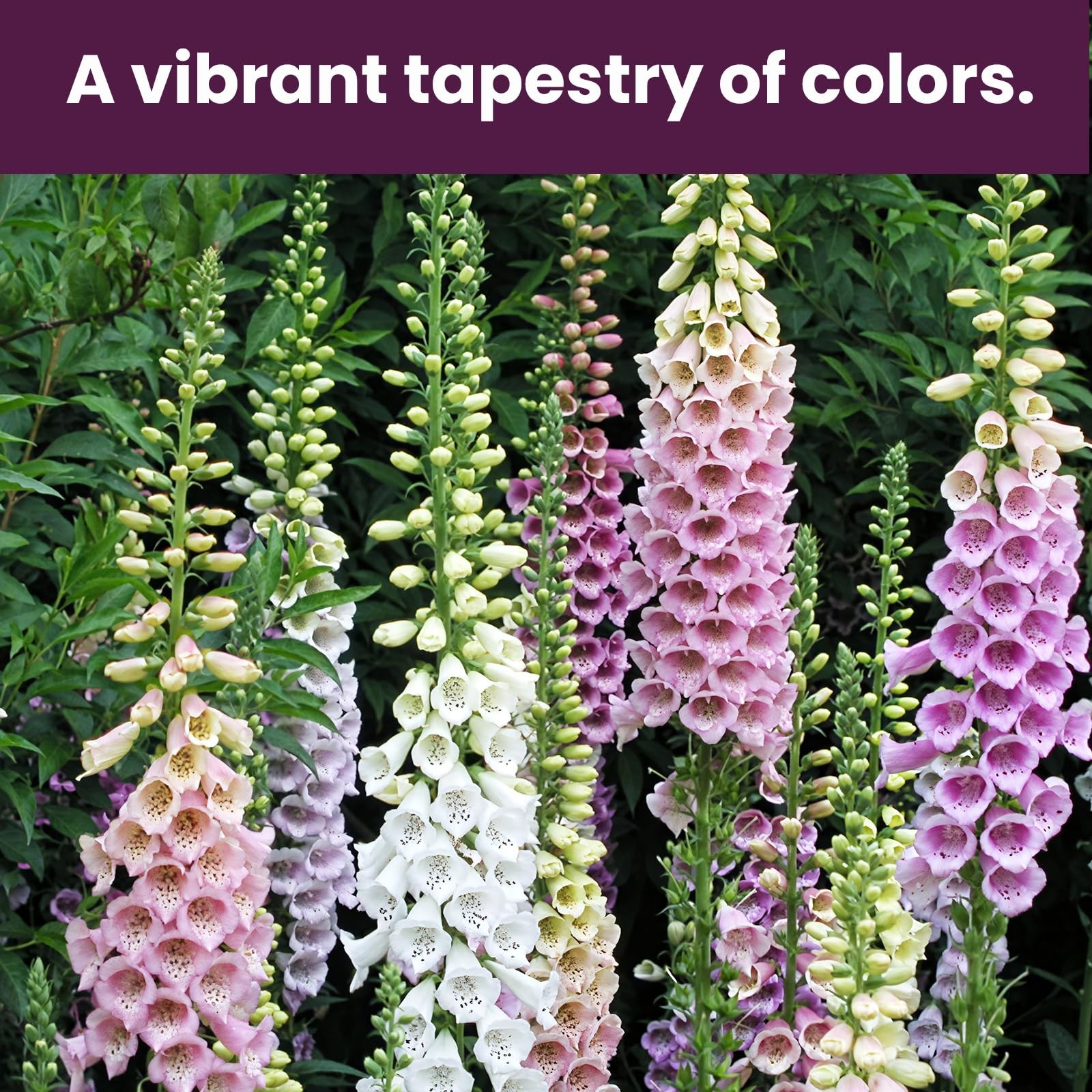 Foxglove Seeds Perennial – Mixed Colors, 200,000+ 0.35 Ounce Pounch, colorful