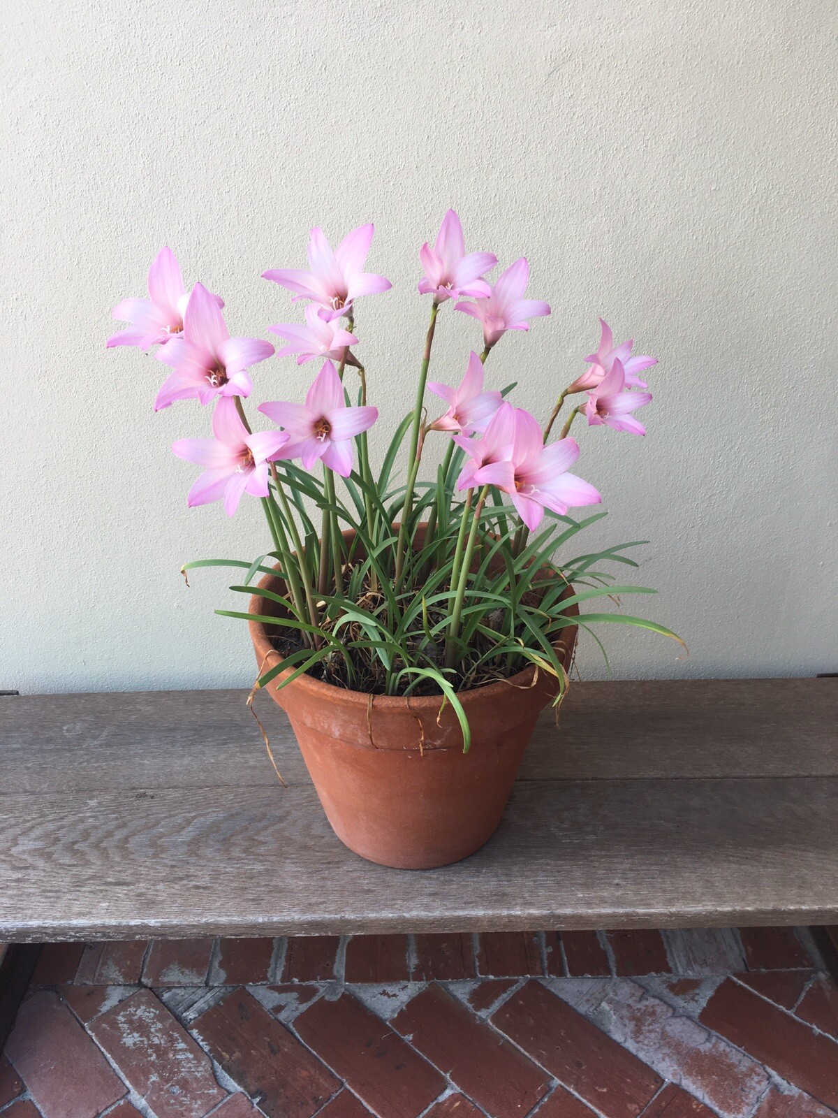 Zephyranthes Fadjar Pink Lot 102 Bulbs Rain Lilies Fairy Lily Atamasco lily