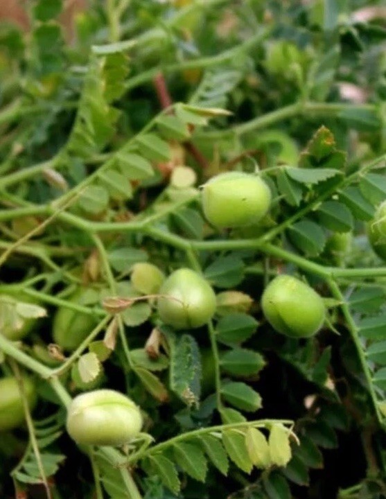 20+Chick PEA / GARBANZO BEAN Chickpea Cicer Arientum Vegetable Seeds Heirloom