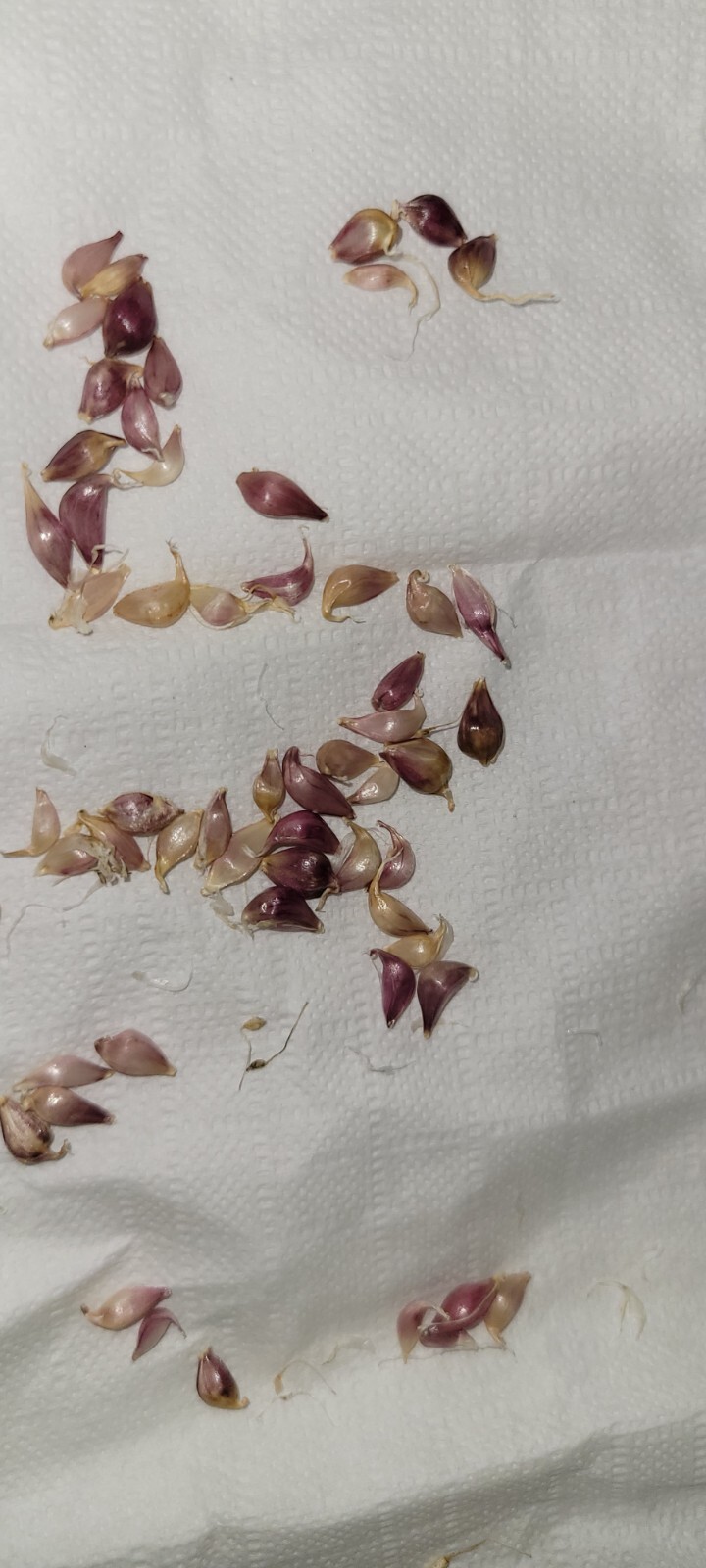 Organic Home Grown Italian Purple Garlic Bulbils (NOT BULBS) For Plant 200 Pcs