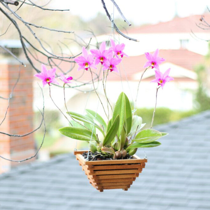 Wood orchid basket – hanging wooden planter plant holder – pyramid 8″