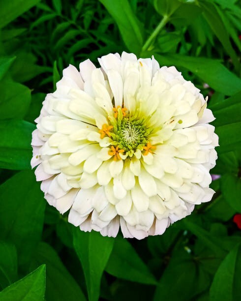 100 POLAR BEAR ZINNIA SEEDS | SALE FREE SHIPPING NON GMO HEIRLOOM