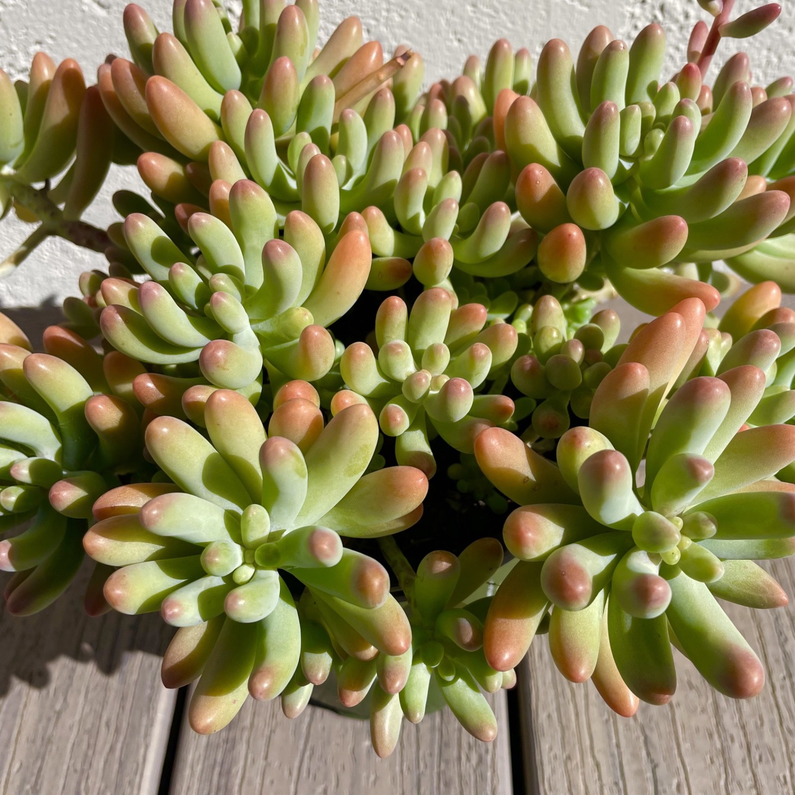 Rare Succulent Sedum Pachyphyllum Live Plant 2-3 Inches Unrooted Cutting