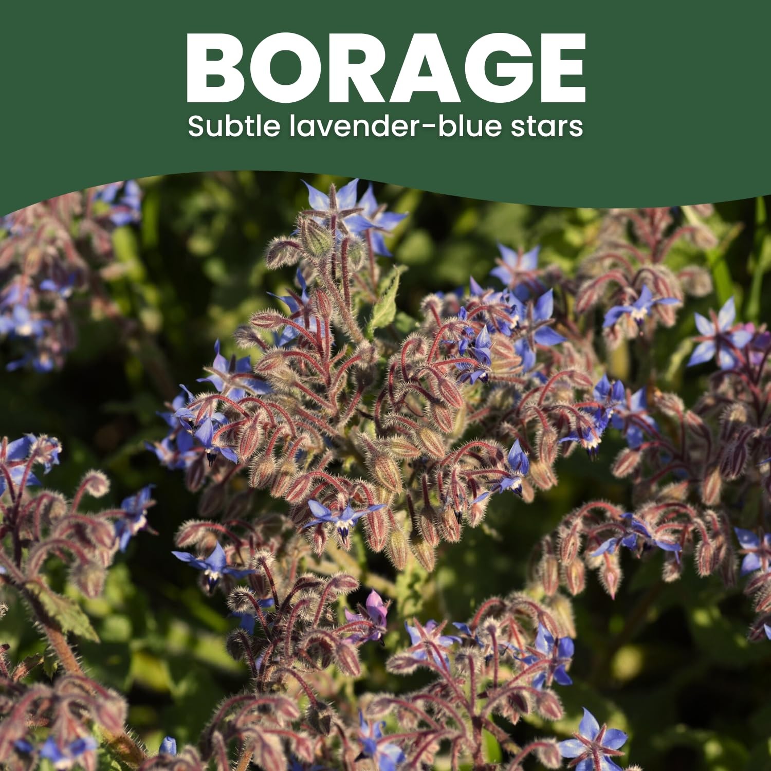 Borage Seeds 4,000 Count for Planting 2026 Season 4 Ounce Pouch