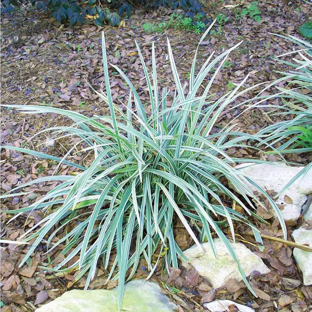 1.97 Gal. Aztec Grass in 2.75 In. Cell Grower’S Tray (18-Plant)