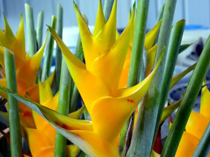 Mayan Gold Heliconia Seeds (H. champneana) Rare Lobster Claw Parrot Beak Flowers