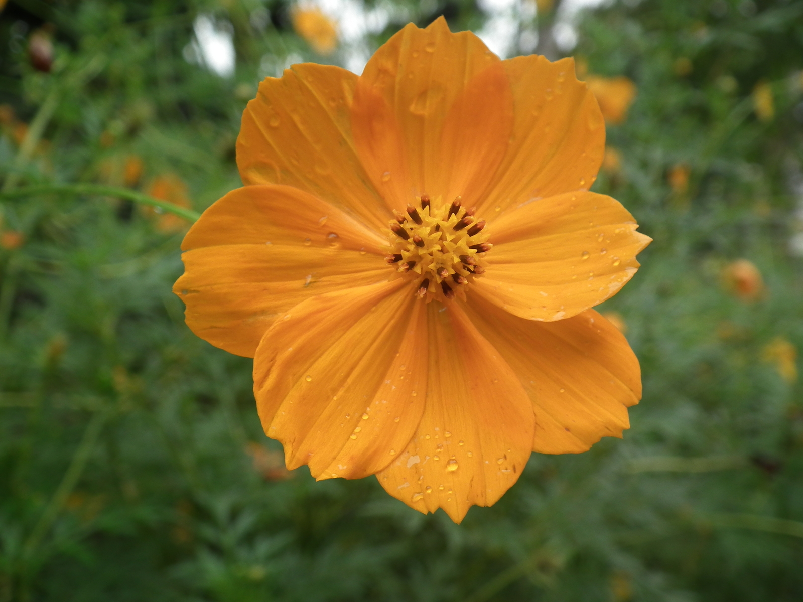 500 SULPHUR ORANGE COSMOS Seeds (Cosmos sulphureus) | NON-GMO | Free shipping