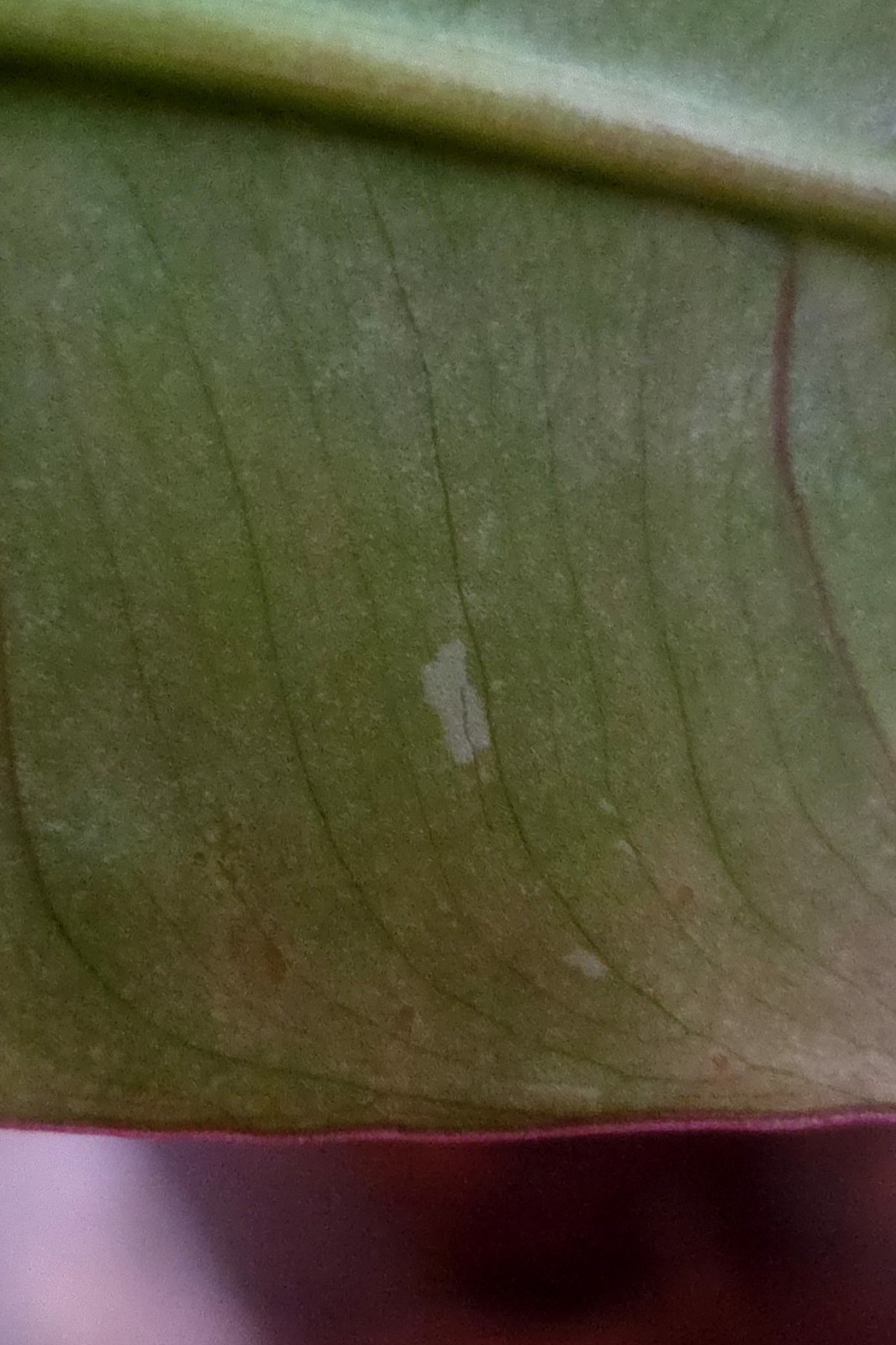 RARE Philodendron Billietae X Sagittafolium Pink Flushed 21″ Wide Not Monstera