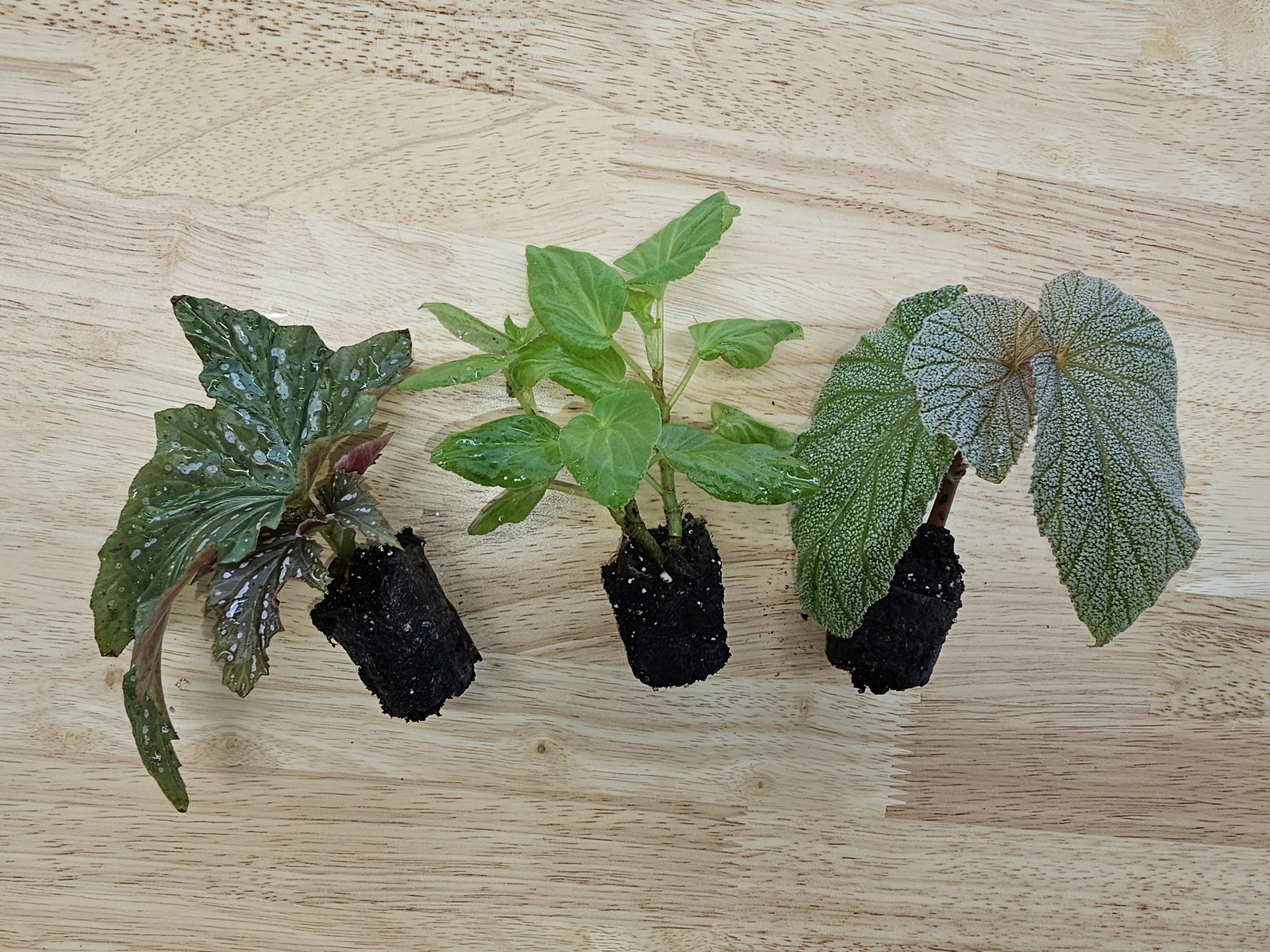 Angel Wing Begonia Assorted Starter Plant Bundle Pack of 5 Live House Plants