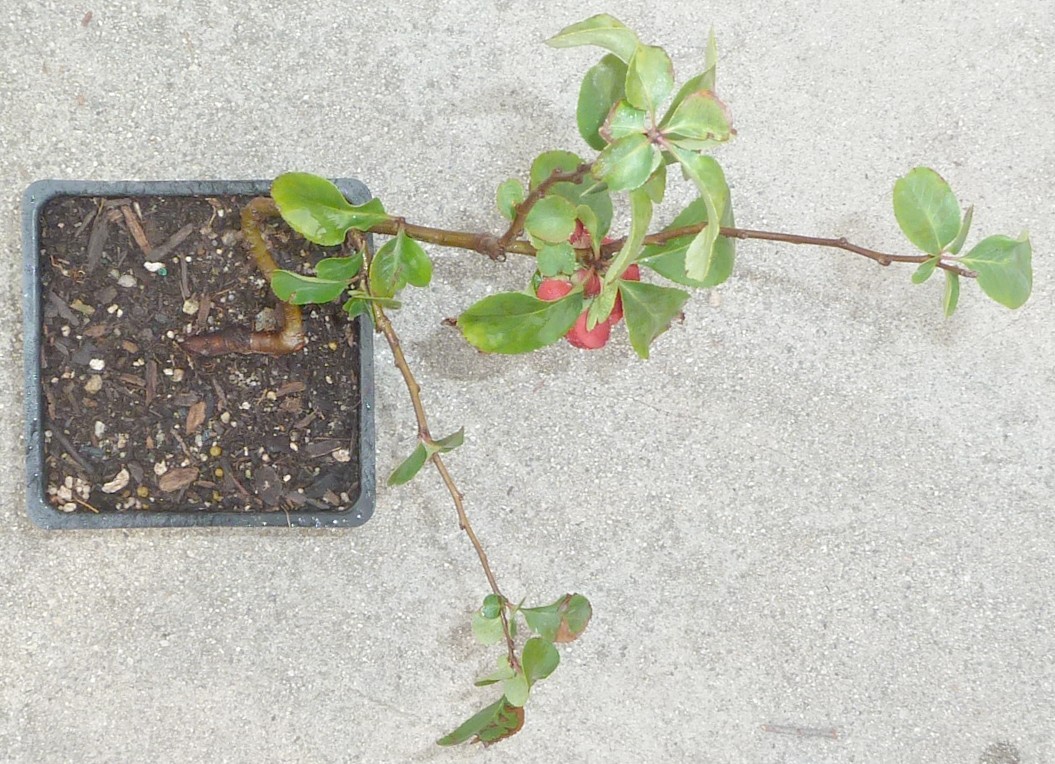 Japanese Quince Pre Bonsai Dwarf Shohin Chaenomeles Double Scarlet Flowers