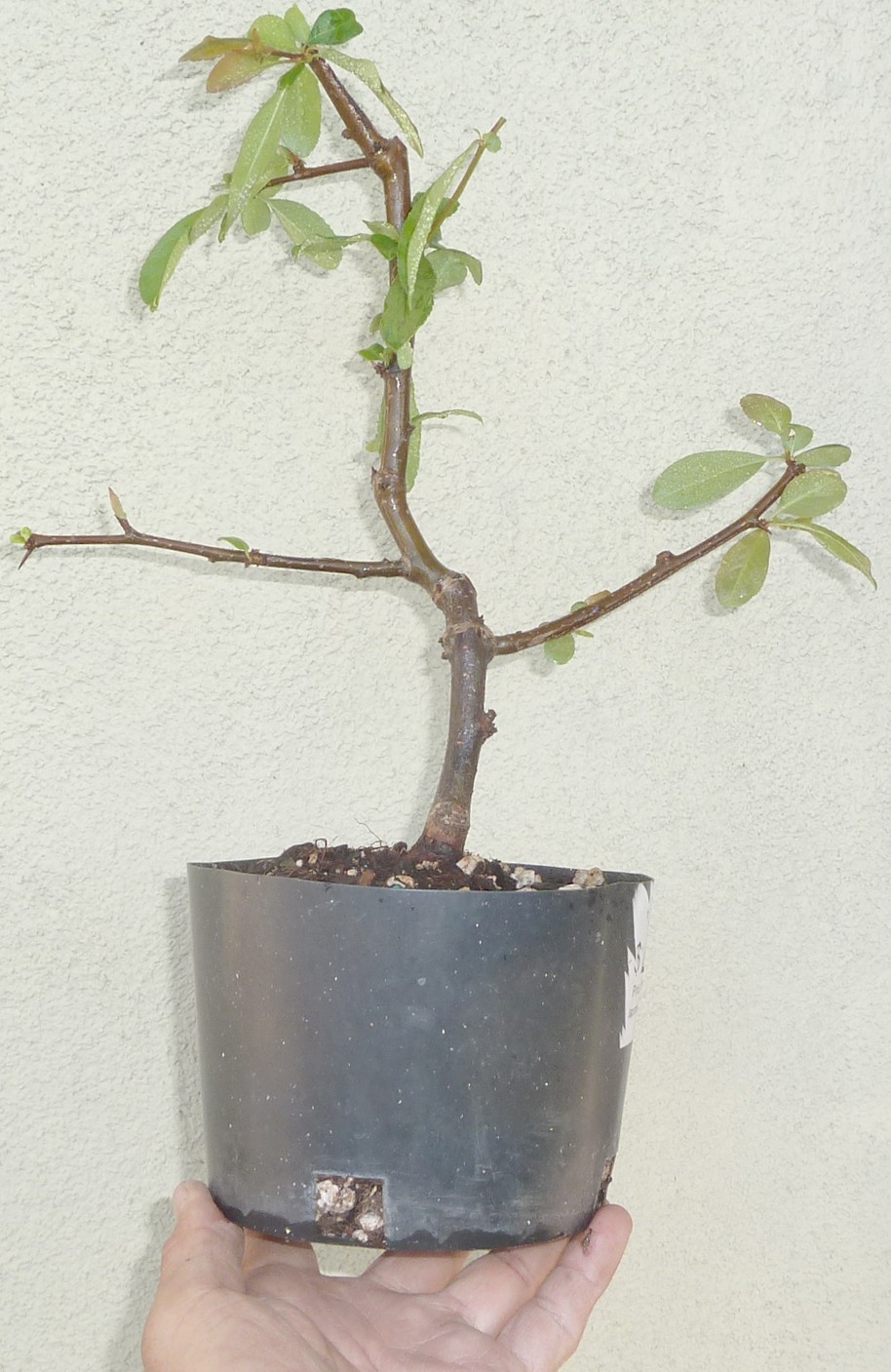 Chaenomeles Toyo Nishiki Japanese Quince Pre Bonsai Dwarf Shohin Flowers