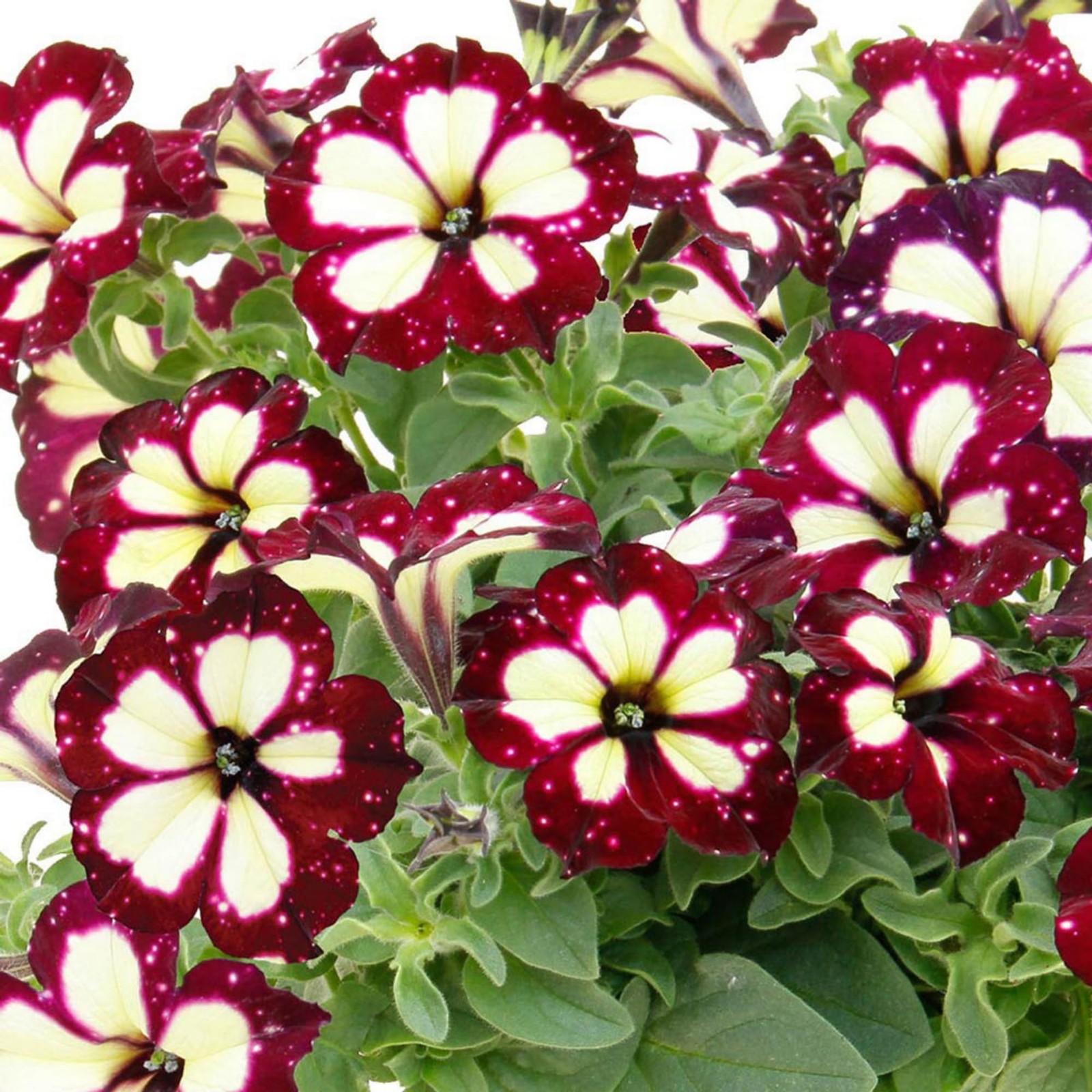 1000+ Mixed Petunia Seeds for Planting – Dwarf Wave Flower
