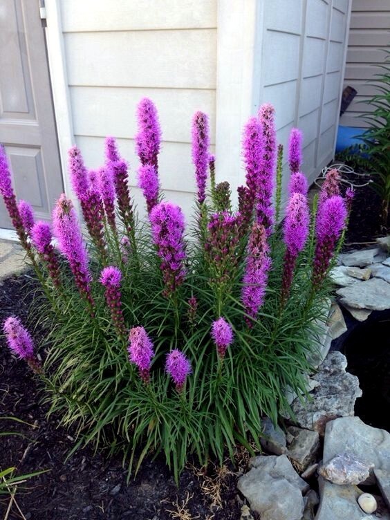 50 PURPLE BLAZING STAR FLOWER SEEDS Liatris spicata Cold Hardy-3 Butterfly Plant
