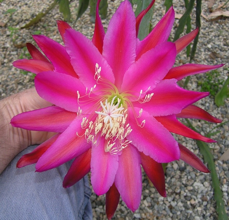 Epiphyllum, Orchid Cactus, ” HONG KONG “, Don’s Quart pots JUNE/2