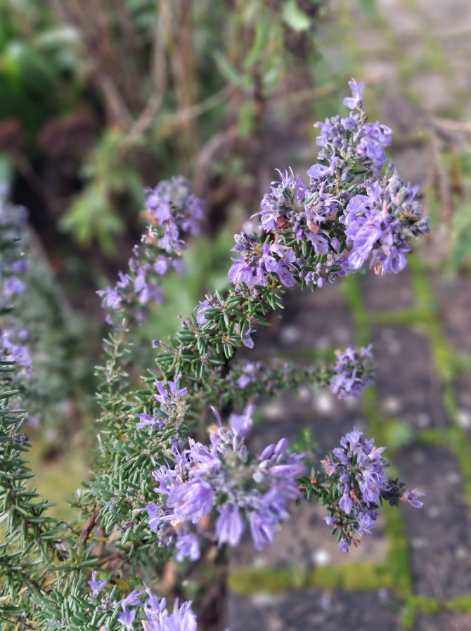 3 Tuscan Blue Rosemary Plants Live, 3–5″Tall, Evergreen Garden Herb, Ship No Pot