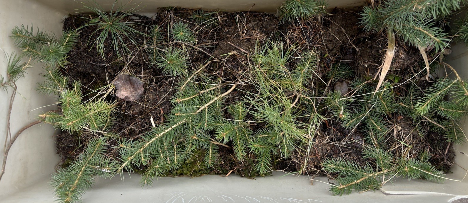 5- NORWAY SPRUCE TREES