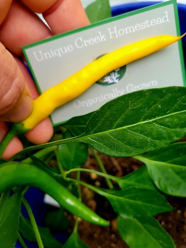 YELLOW Cayenne Spicy Chili Pepper Seeds Organically Grown Unique Creek Homestead