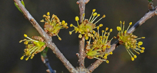 Organic Wild Olive { Forestiera p.}Fragrant | High Yield | 5 seeds Free Shipping