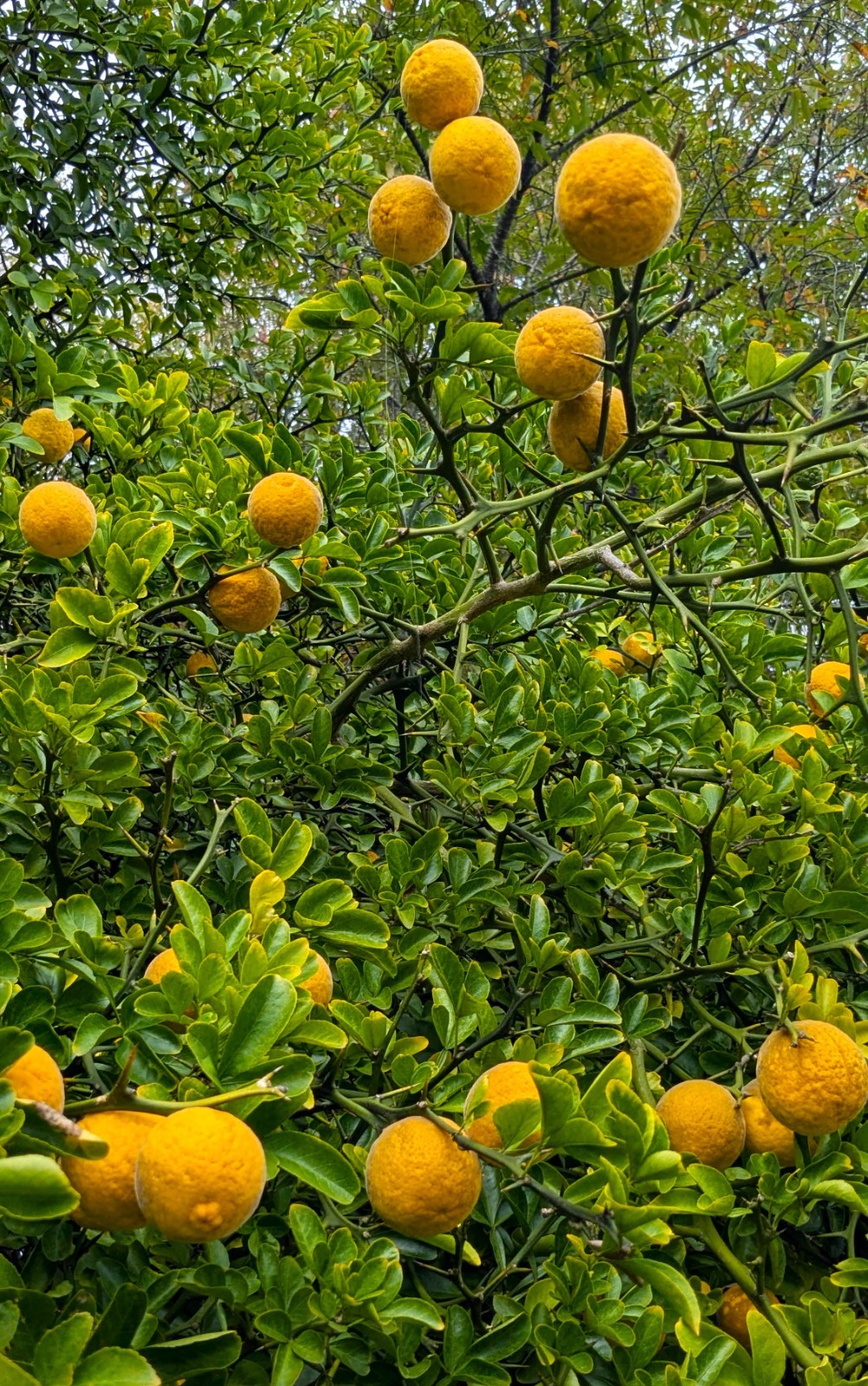2 (Two) Hardy Orange Live Trees (2 ” pot) Citrus trifoliata /Flying Dragon