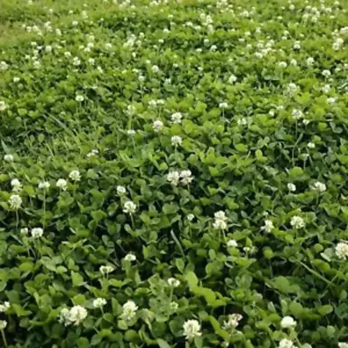 Outsidepride Perennial White Dutch Clover Seed – 2 Lbs. Nitrocoated, Inoculated