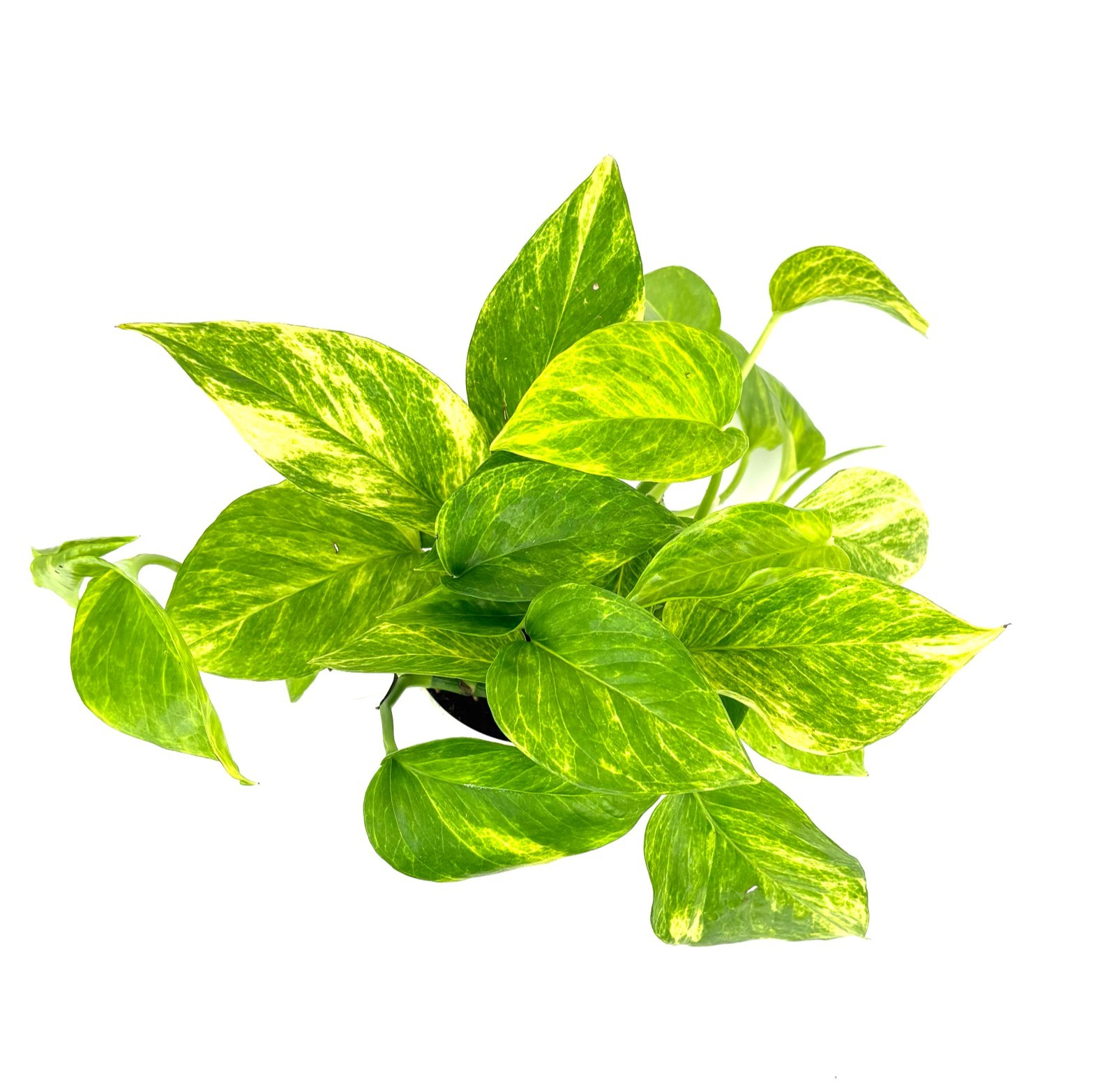 Neon Queen Pothos Epipremnum Aureum Easy Air Purifying House Plants, 4″ pot