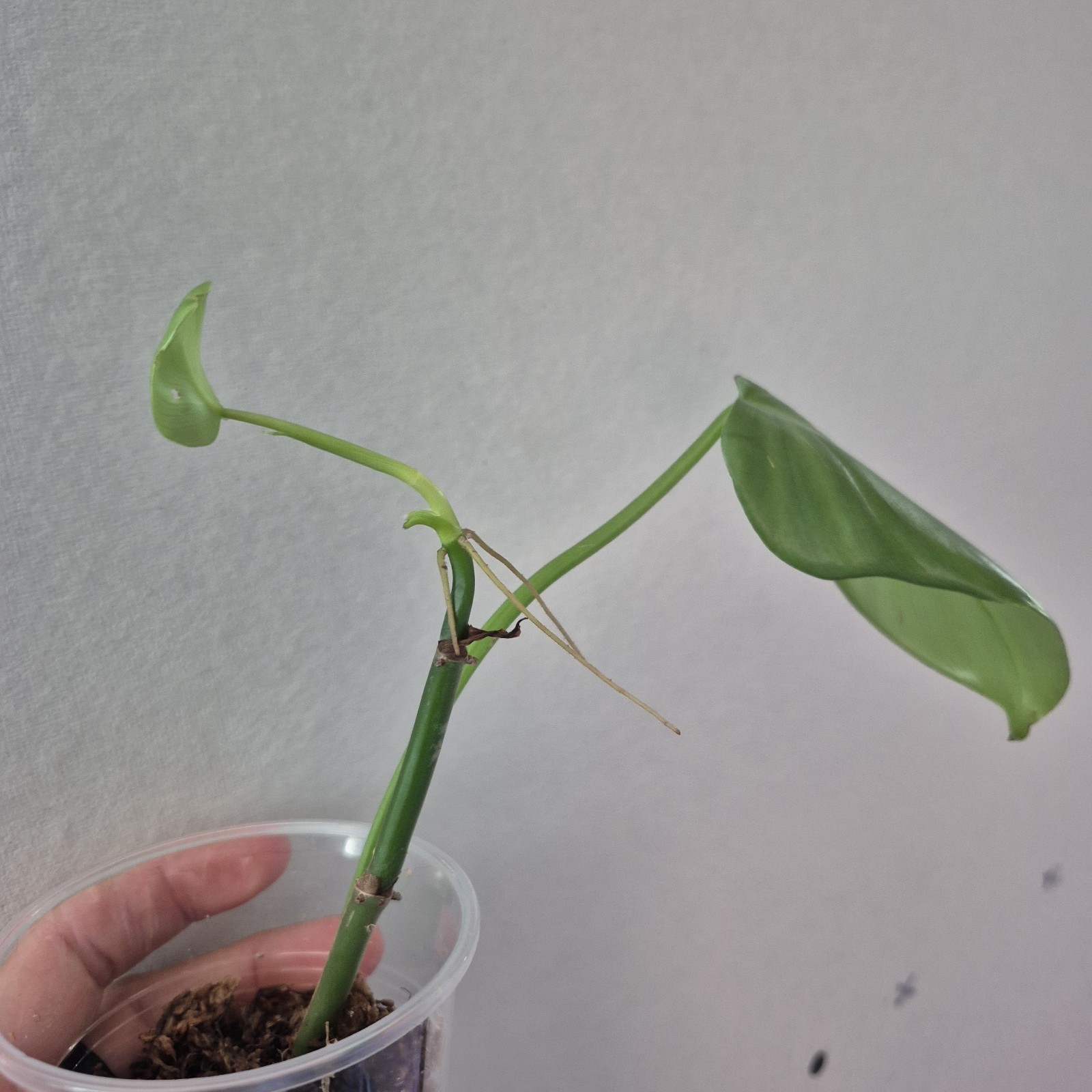 UNKNOWN Philodendron NOID – rooted tropical Indoors live plant 3 Inch Cup