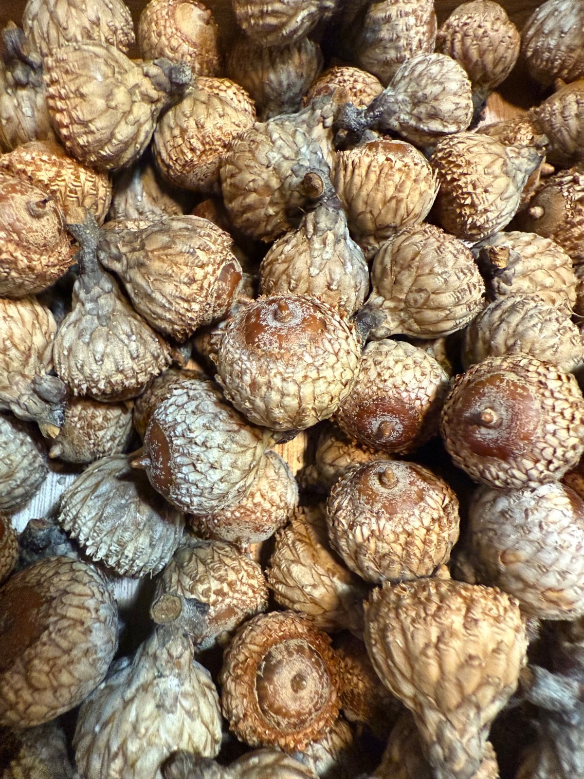 60 BLACK OAK ACORNS–Gathered Wild in PA–FREE SHIPPING