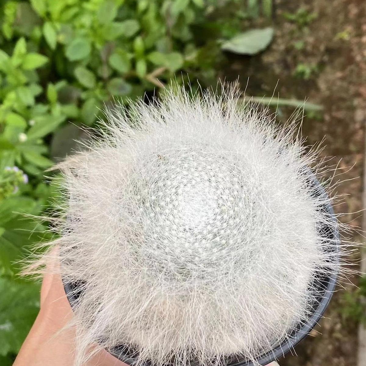 Mammillaria hahniana Old Lady Cactus Cactiand exotica Rare Succulent Plant