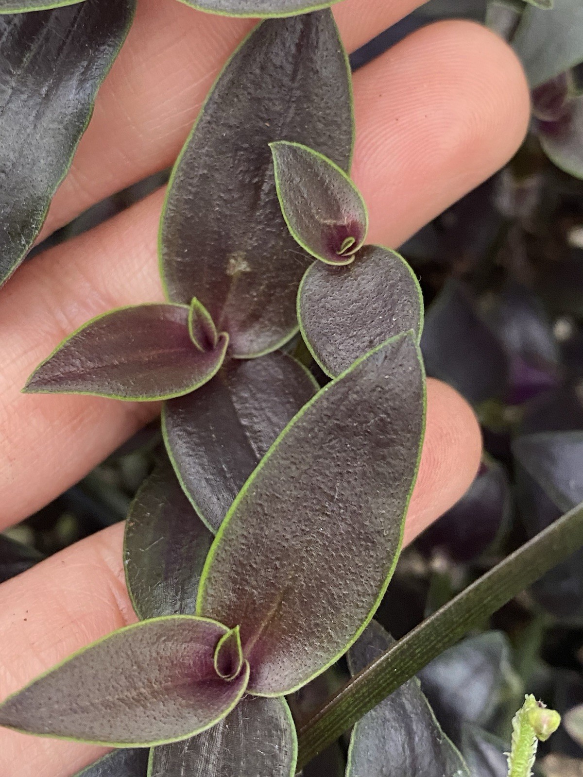 Dark Desire Wandering Dude, Tradescantia Jose Puig, Rare 2 Rooted Cuttings