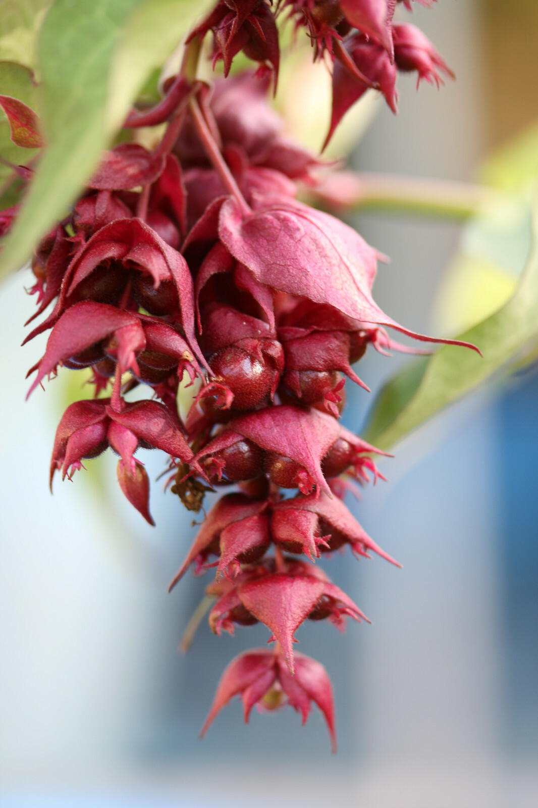 Himalayan Honeysuckle bush 201 seeds hardy perennial, mariesgreengarden