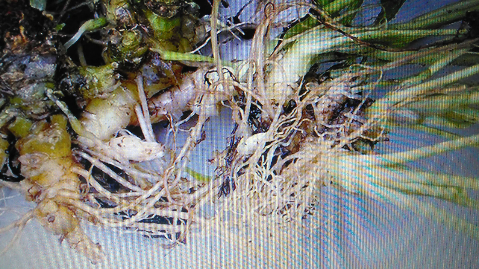 50 Wild Purple Violet Rhizome/Bulbs- Fresh, Healthy, & Bare- Ready To Plant