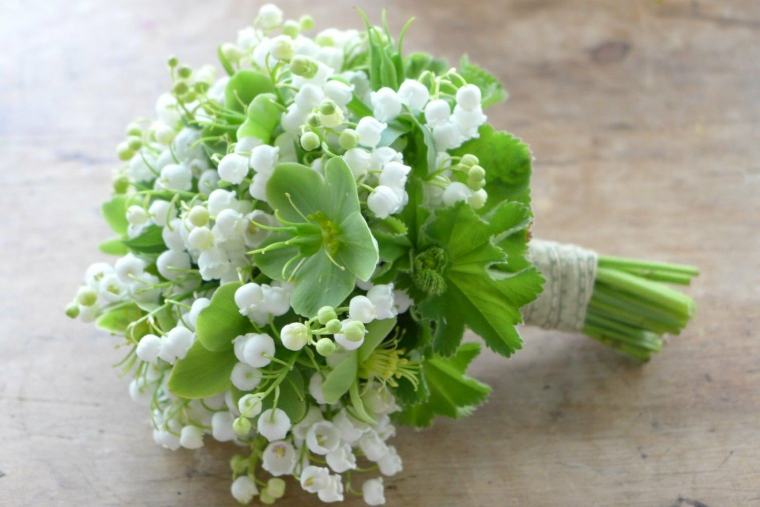 5 Lily of the Valley Roots/Rhizomes, May Lily, May Bells – Convallaria majalis