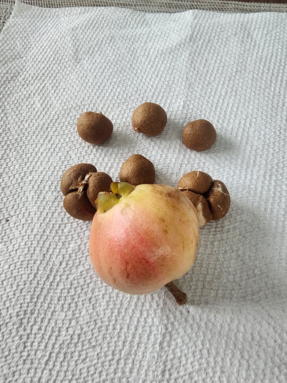 12 Rose apple seeds, Fruit Syzygium Jambos seeds, fresh seeds large fruit