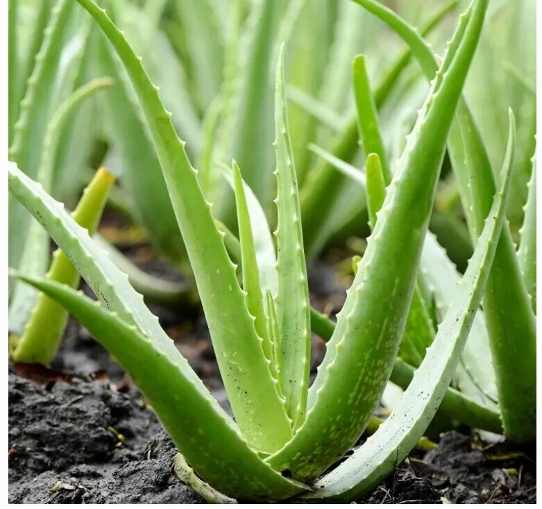 Live Aloe Vera Plant | Medicinal Succulent | Houseplant | Buy 2 Get 1