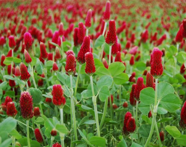 Crimson Red Clover Seed, (1/2 lb. Pack), Food Plot Seed, Cover Crop, Bee Forage