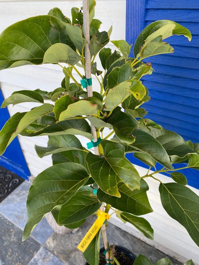 GRAFTED MARCUS PUMPKIN AVOCADO TREE (PERSEA AMERICANA 1-GAL PLASTIC NURSERY POT