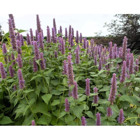 500 Seeds PURPLE ANISE HYSSOP Licorice Mint Agastache Foeniculum Herb Flower