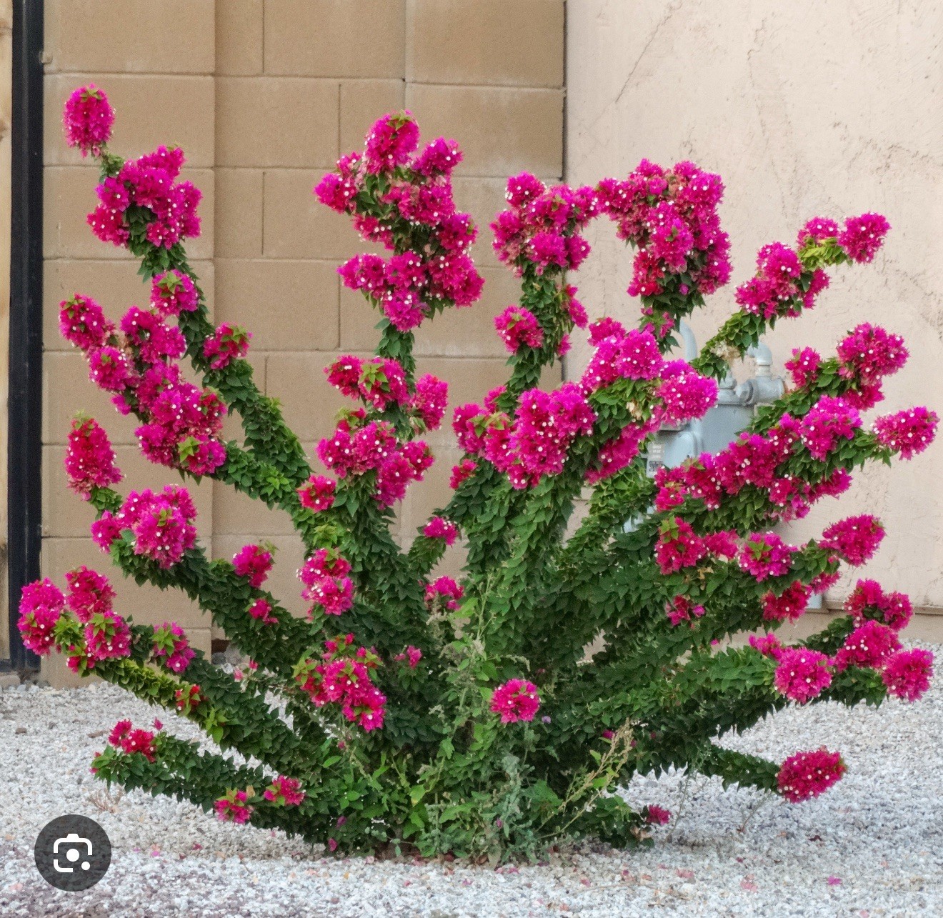 Torch Glow Bougainvillea -SMALL ROOTED STARTER Plant