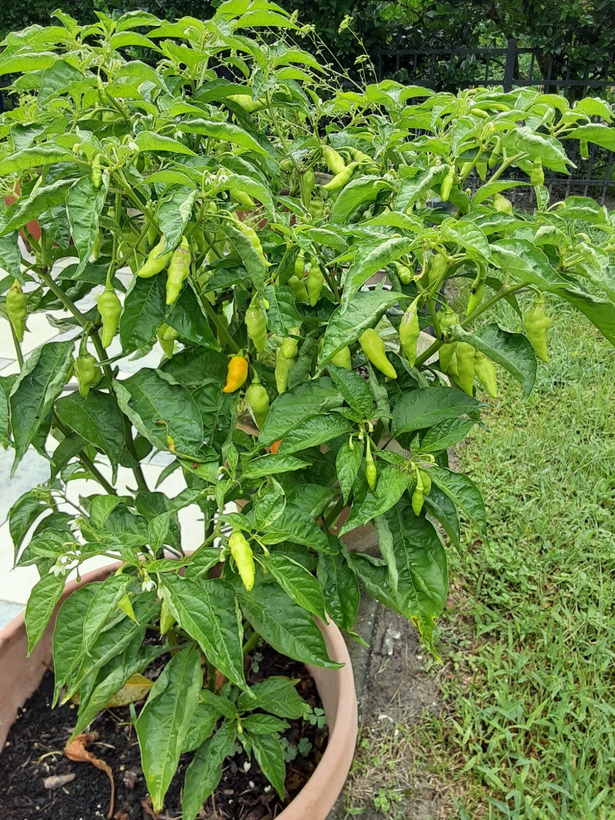 35+ Datil Hot Pepper Seeds – Florida Grown – Fresh seeds for planting June 2025
