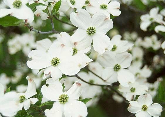 White Flowering Dogwood Tree, 10-16″ Tall Live Plant, Quart Pot – Cornus florida