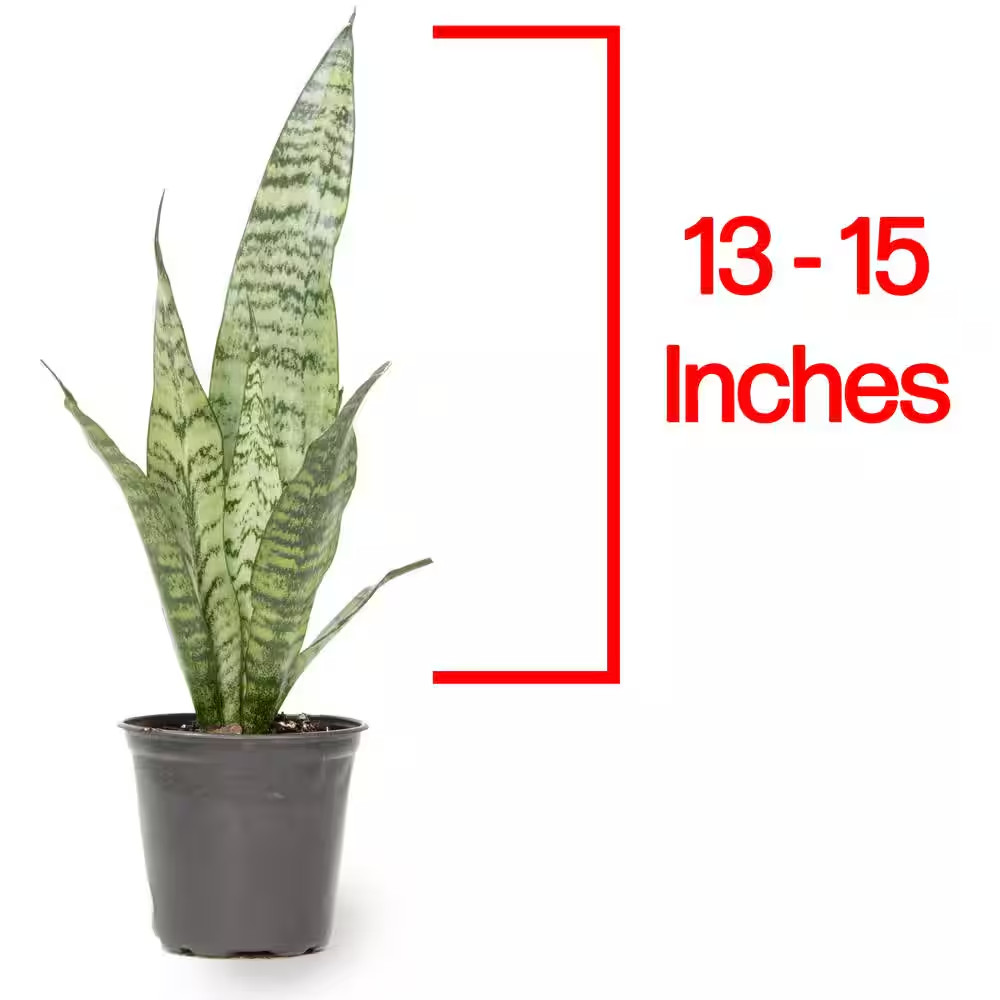 Variegated Live Snake Plant (Sansevieria Zeylanica) Air Purifying Houseplant in