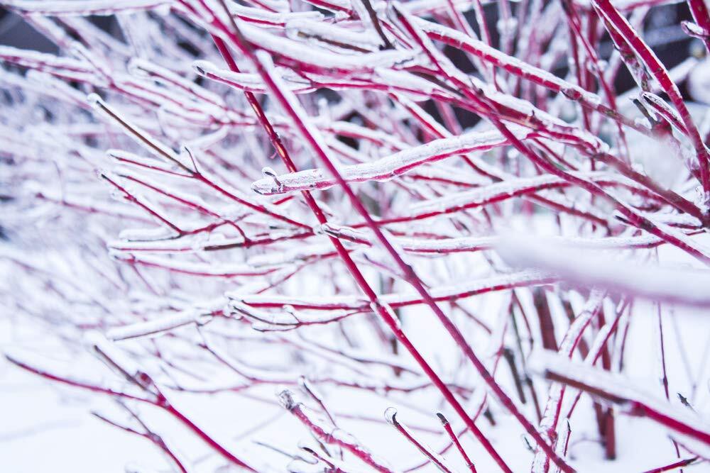 8 Red Dogwood Cuttings to Plant – No Roots, Easy to Grow