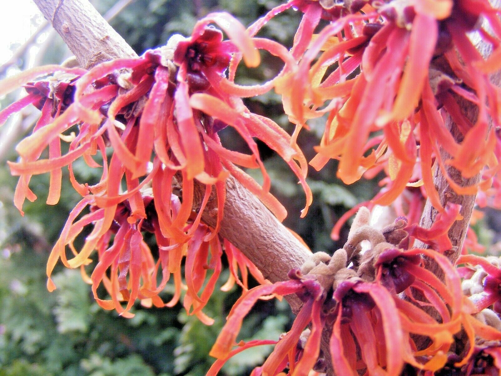 10 DIANE WITCH HAZEL SEEDS – Hamamelis x intermedia ‘Diane’