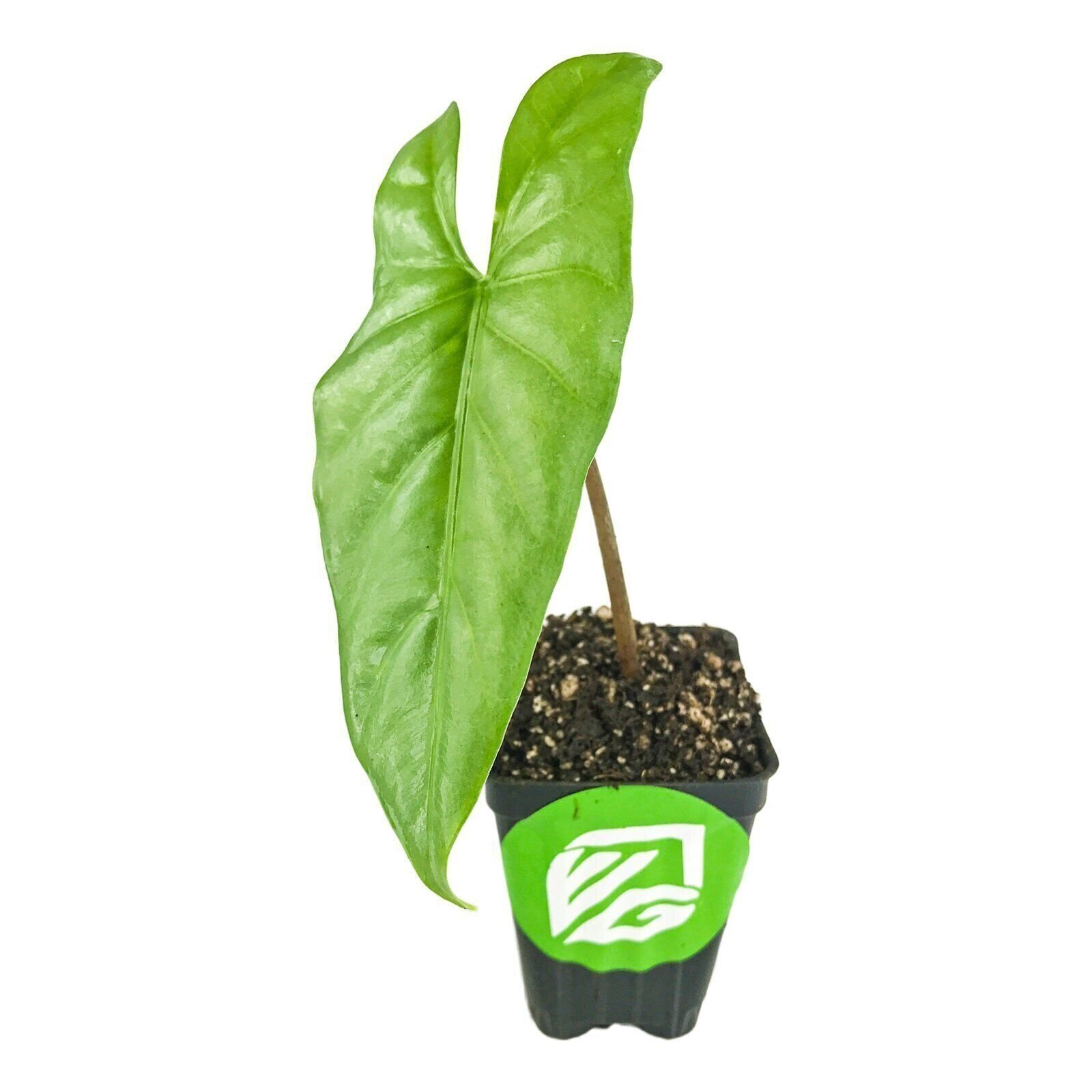 Corazon Elephant Ear (Aquino) – Alocasia heterophylla – Live Plant